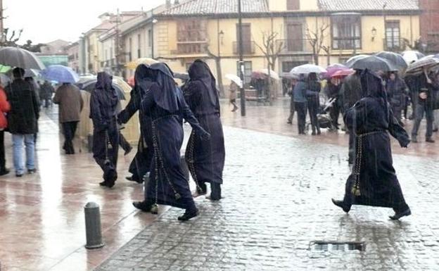 Unos papones tratan de refugiarse de la lluvia.