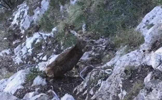 Imagen del corzo en la vía ferrata del Cares. 