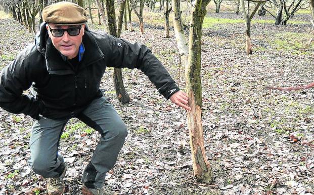 Los agricultores se quejan por la plaga de conejos