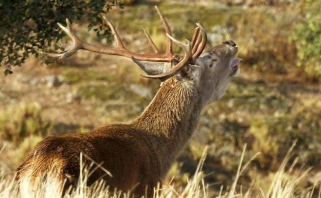 Villafranca del Bierzo subastará los permisos para abatir 37 piezas en la reserva de los Ancares Leoneses