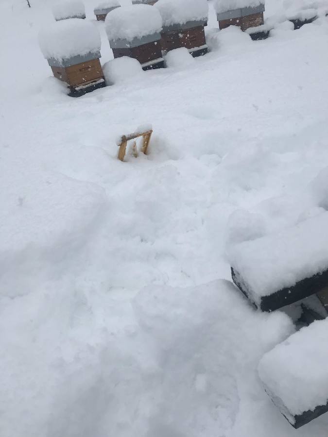 Un oso ataca varias colmenas en el monte de Sorriba, en la localidad leonesa de Morgovejo | Los ataques se han producido en dos jornadas consecutivas | El dueño del colmenar se encuentra con 'la cama' del animal