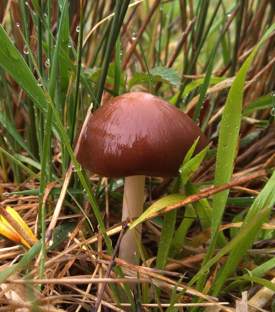 Setas en primavera en tierras bercianas