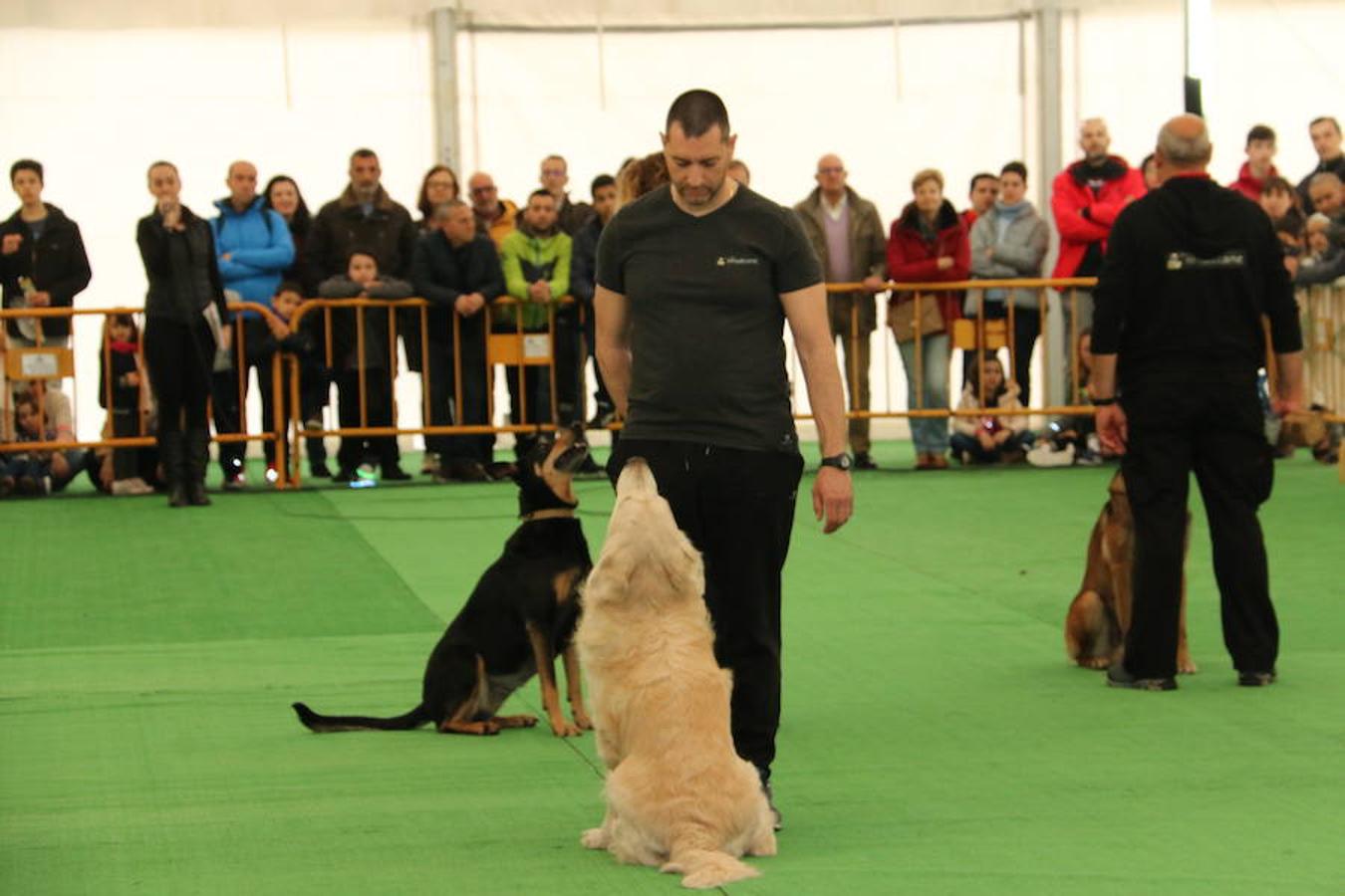 Fotos: Exhibición de perros en El Corte Inglés