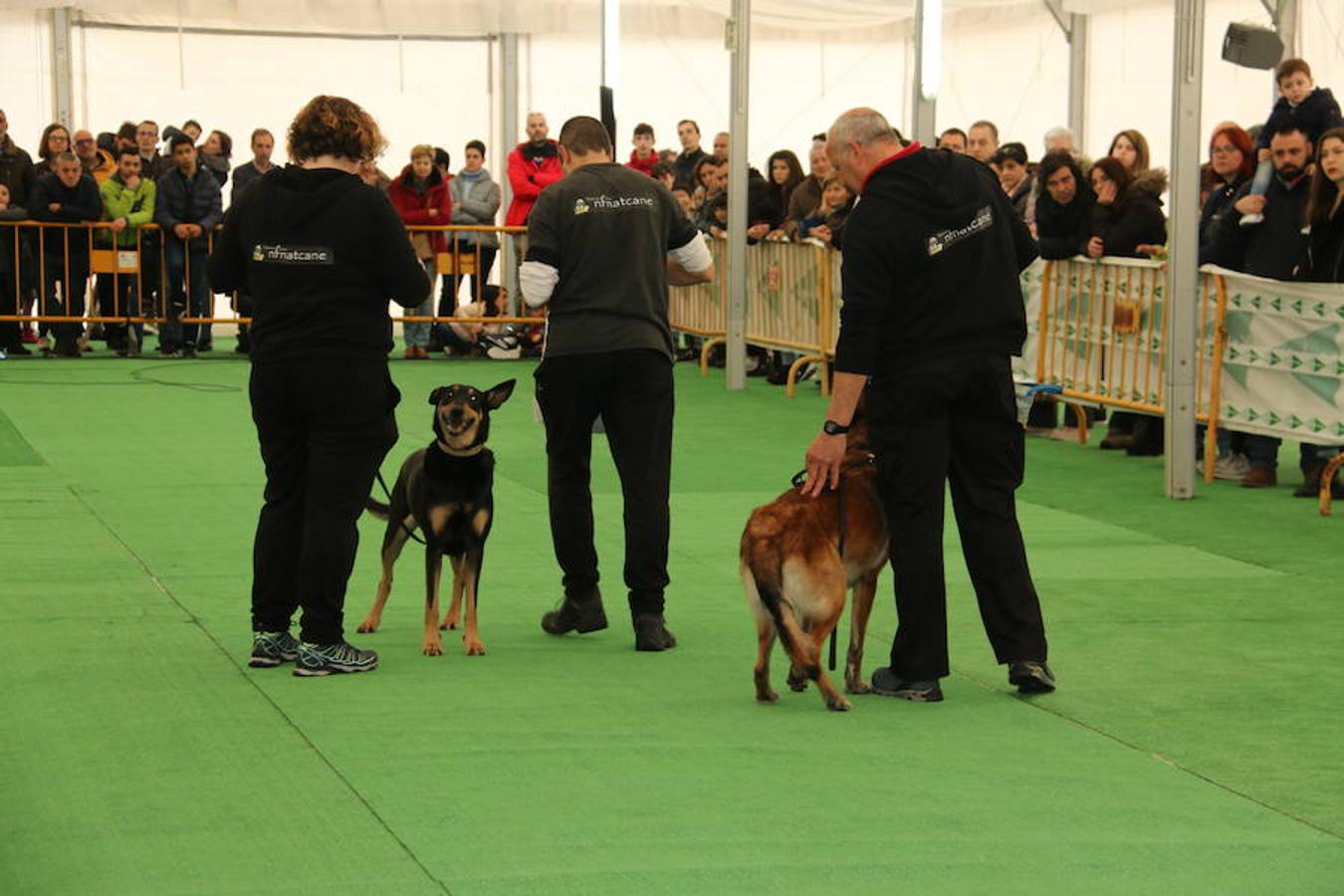 Fotos: Exhibición de perros en El Corte Inglés