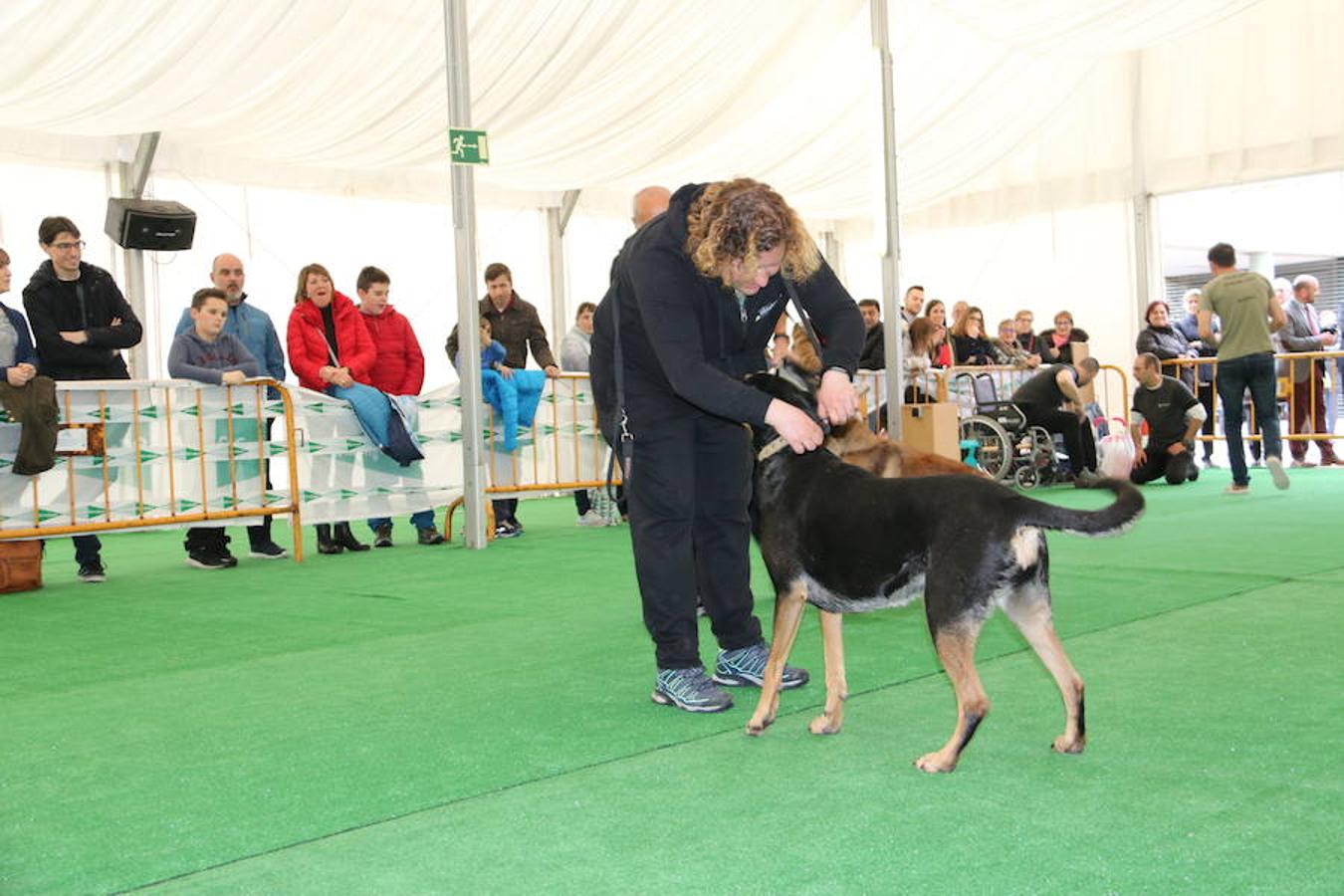 Fotos: Exhibición de perros en El Corte Inglés