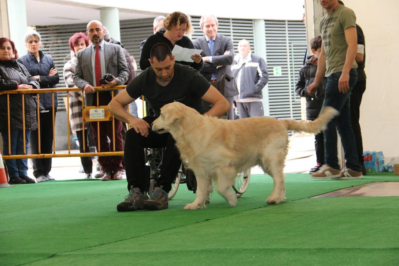 Fotos: Exhibición de perros en El Corte Inglés