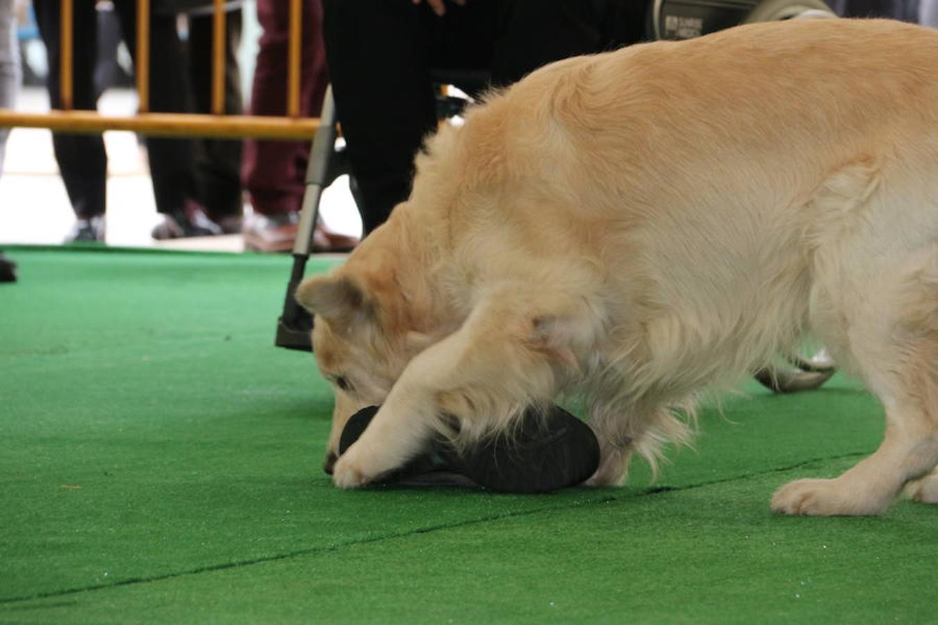 Fotos: Exhibición de perros en El Corte Inglés