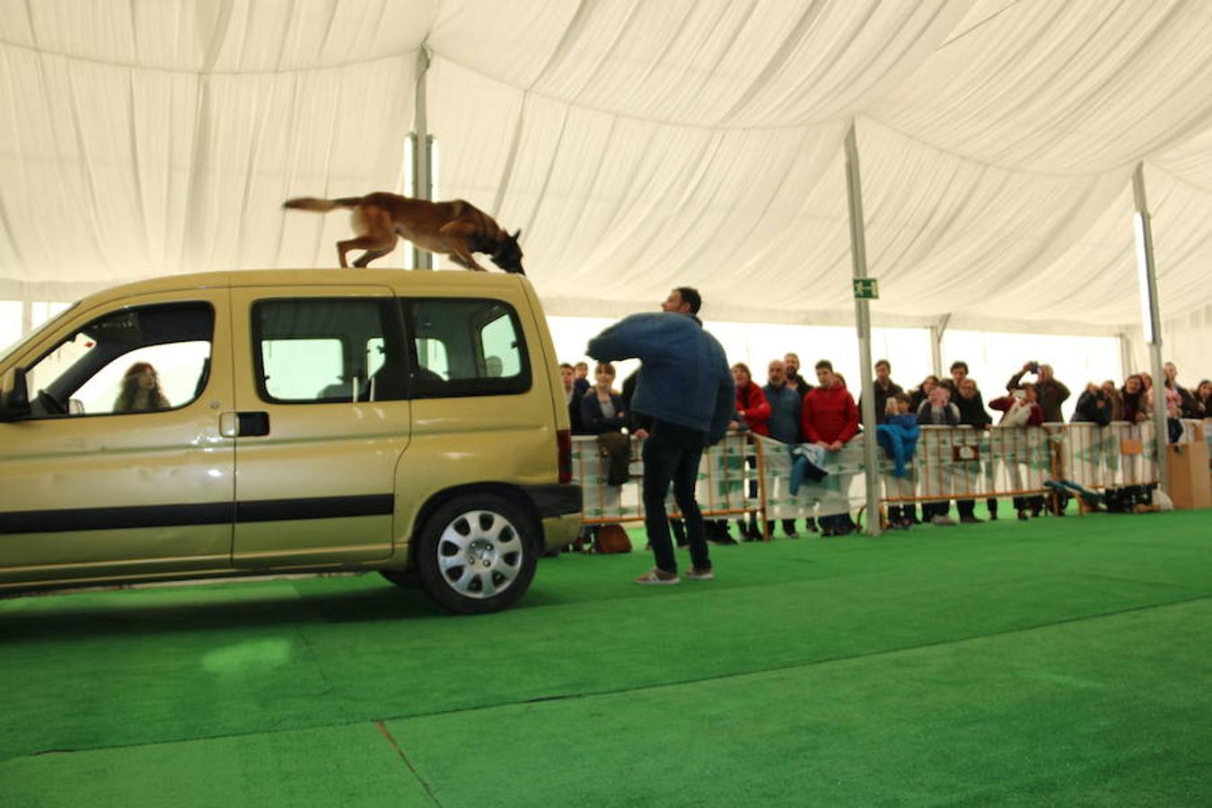 Fotos: Exhibición de perros en El Corte Inglés