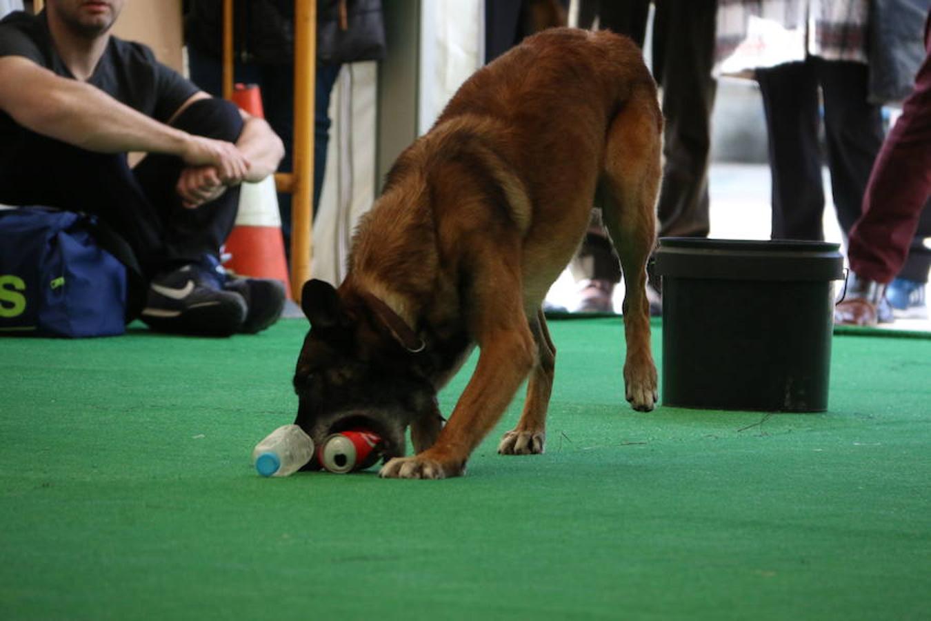 Fotos: Exhibición de perros en El Corte Inglés