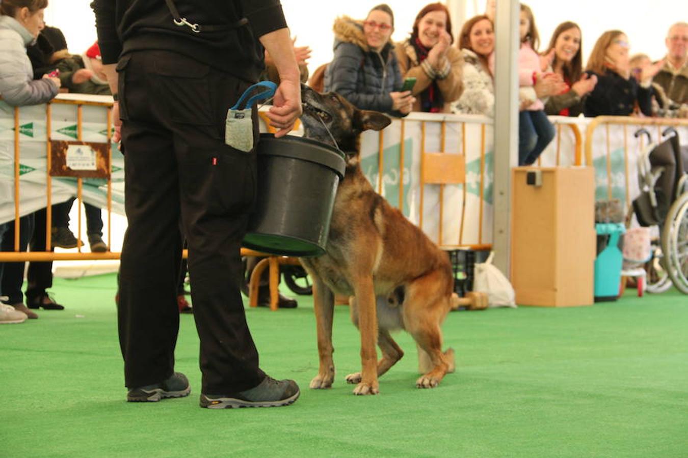 Fotos: Exhibición de perros en El Corte Inglés