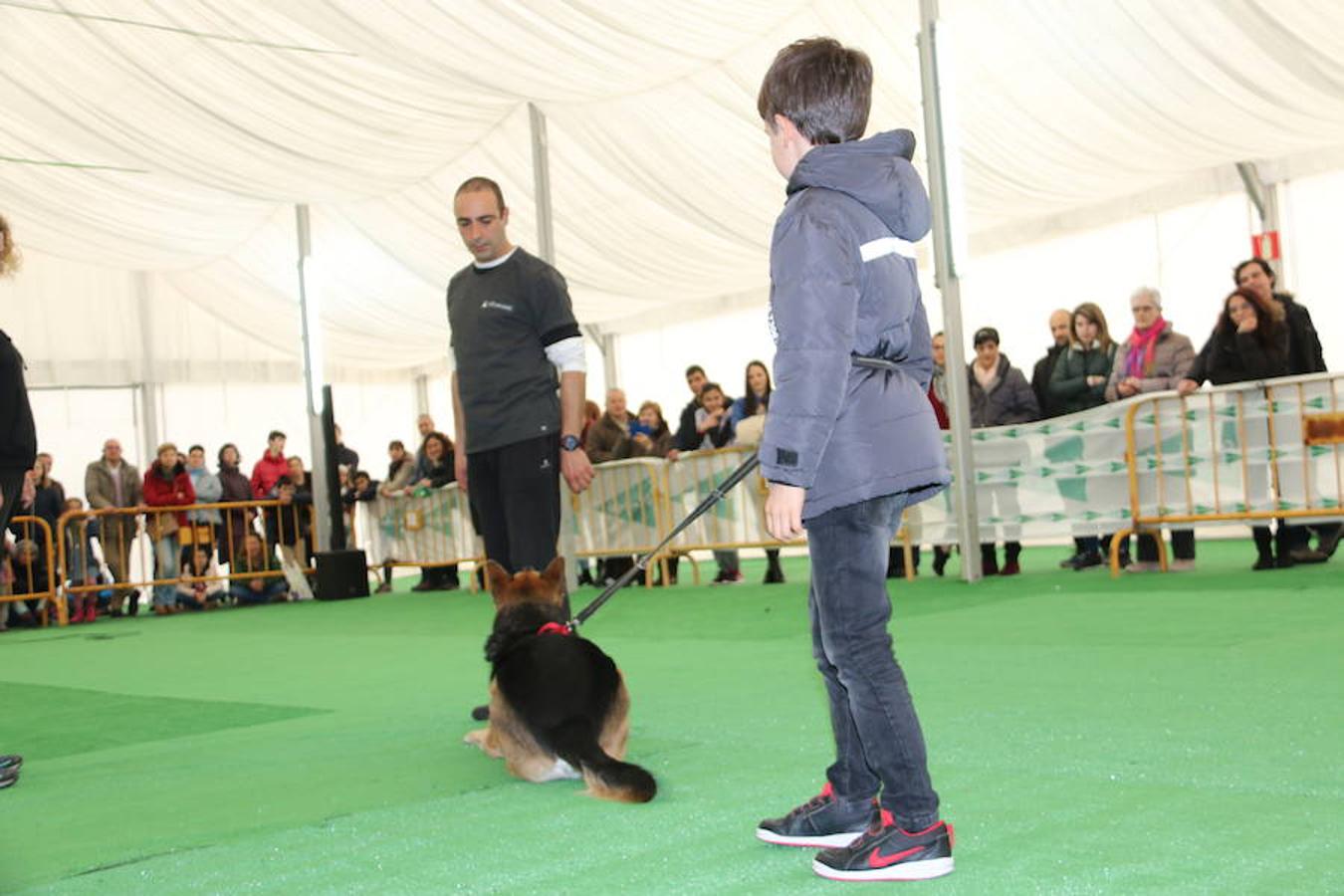 Fotos: Exhibición de perros en El Corte Inglés