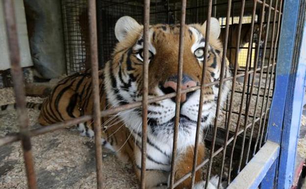 La Asociación Animalista Libera! recoge más de 38.500 firmas para exigir a la Junta circos sin animales