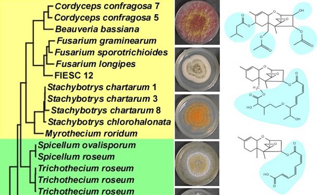 Revelada la evolución genética de toxinas producidas por hongos que afectan a importantes cultivos