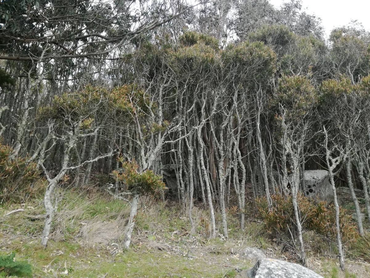 Imágenes tomadas en las Islas Cies.