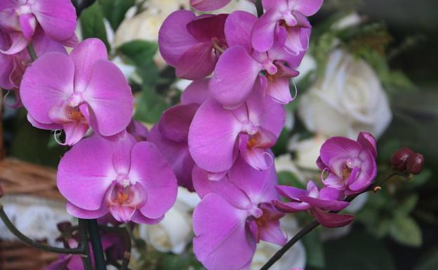 Flores naturales y de temporada para el Día de la Madre en Luis Alsán.