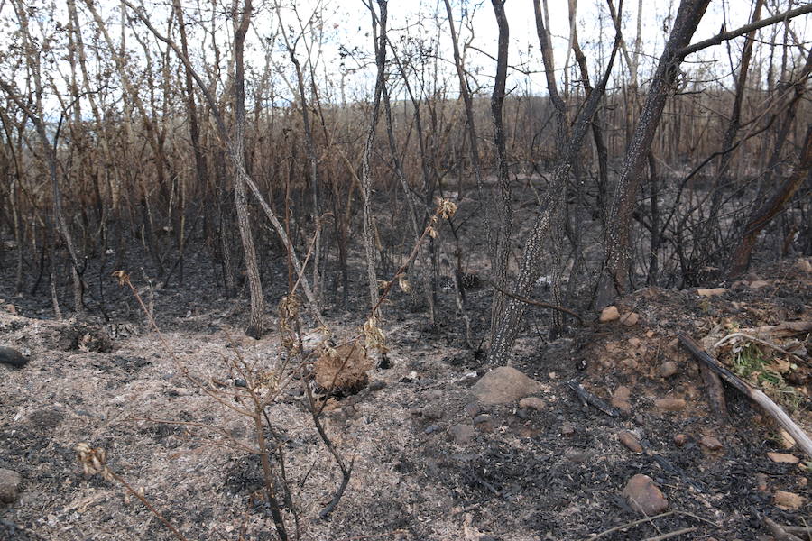 Fotos: Incendio en Ambasaguas