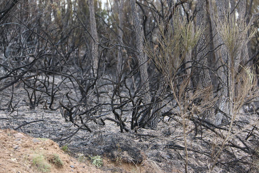 Fotos: Incendio en Ambasaguas