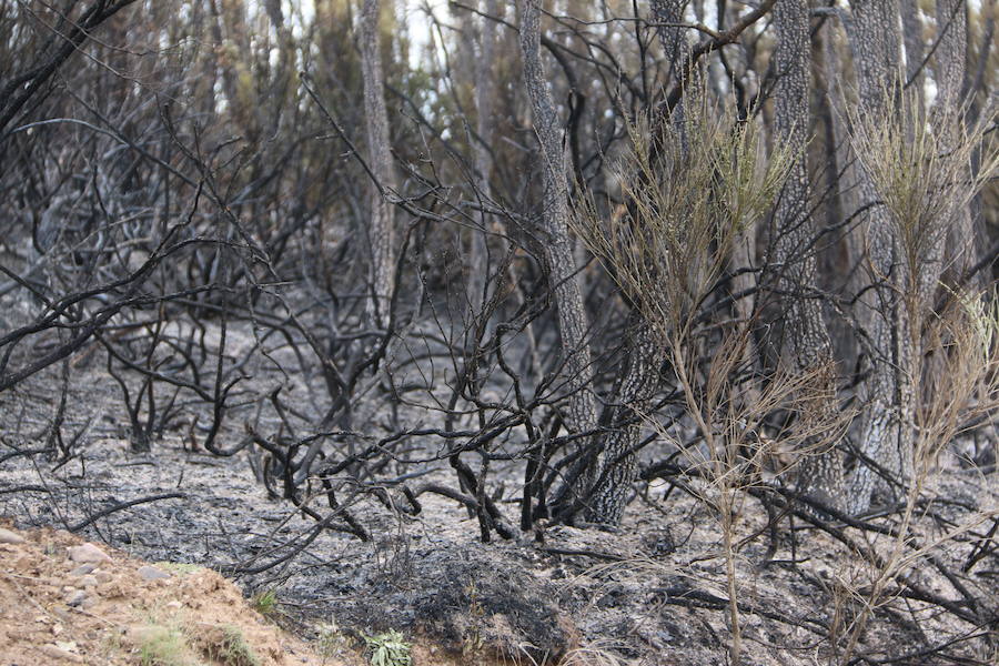 Fotos: Incendio en Ambasaguas