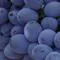 Imagen - Es la variedad tinta por excelencia que representa a esta zona vitivinícola, ocupa el 69% de la superficie de viñedo que se cultiva en la mención. Es una variedad tinta, de racimo pequeño y compacto, resistente a la sequía, de fertilidad medía – alta.