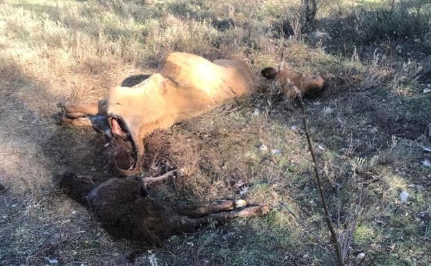 Imagen de los animales muertos por el ataque de los buitres.