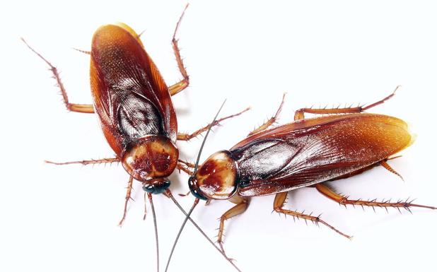 Alertan del del «muy alto» riesgo de una plaga de cucarachas el próximo verano