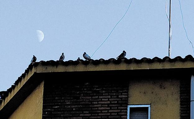 Ciudadanos pide control sobre las colonias de palomas asentadas en San Andrés del Rabanedo 
