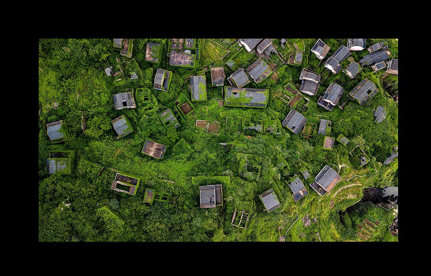 En Houtouwan, una pequeña aldea en las islas Shengsi, a 50 kilómetros de Shanghai, sólo vive un puñado de personas. Sus moradores, unos 2.000 pescadores y sus familias, tuvieron que emigrar a comienzos de la década de 1990 en busca de oportunidades, cuando la pequeña bahía se volvió insuficiente para atender la creciente demanda de la industria pesquera. El paso del tiempo y la naturaleza se han adueñado de las casas, que fueron la cuna de varias generaciones de pescadores, para abrazarlas y crear este sorprendente entorno: un fantasma verde, como un paisaje de otro mundo. 