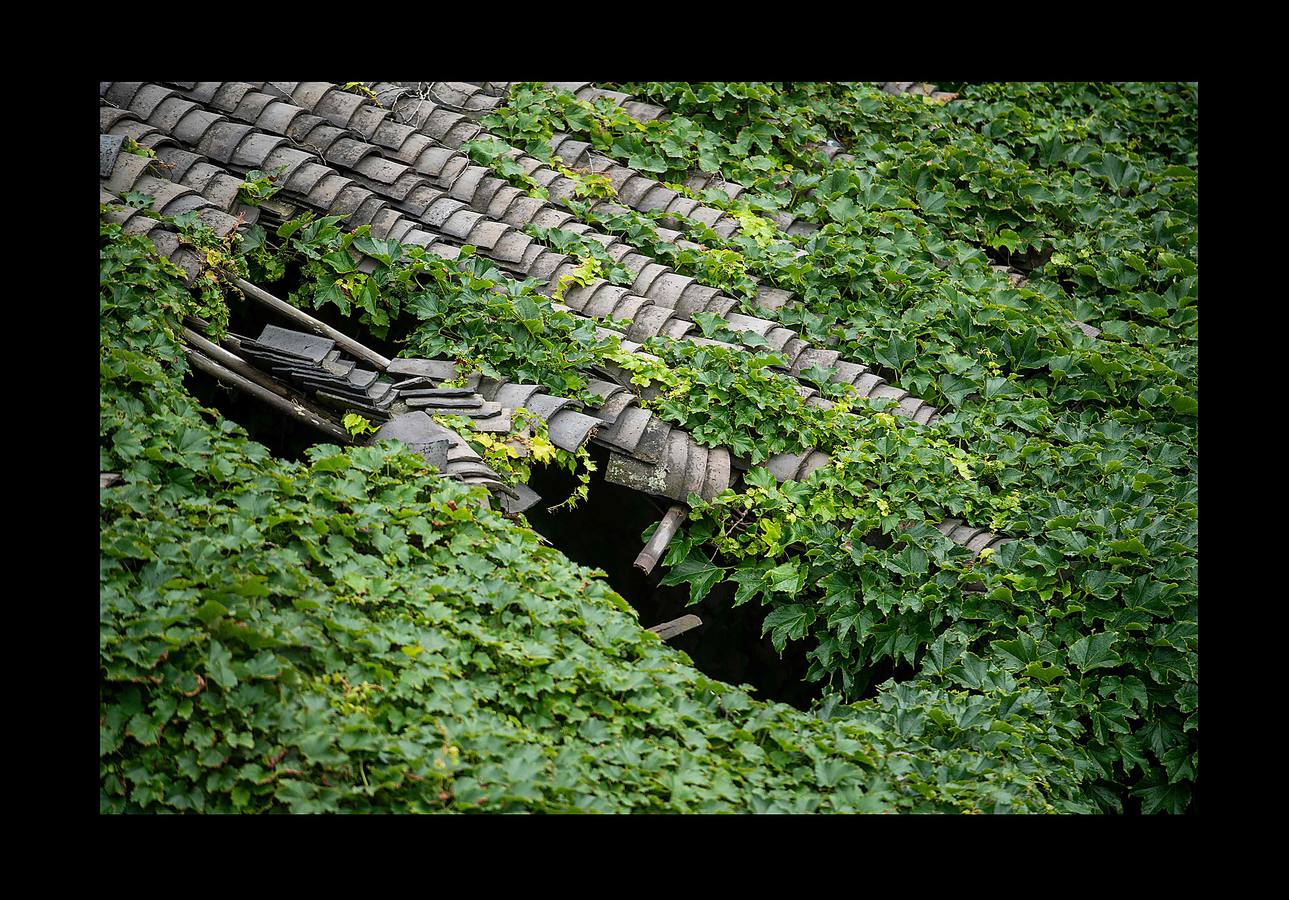 En Houtouwan, una pequeña aldea en las islas Shengsi, a 50 kilómetros de Shanghai, sólo vive un puñado de personas. Sus moradores, unos 2.000 pescadores y sus familias, tuvieron que emigrar a comienzos de la década de 1990 en busca de oportunidades, cuando la pequeña bahía se volvió insuficiente para atender la creciente demanda de la industria pesquera. El paso del tiempo y la naturaleza se han adueñado de las casas, que fueron la cuna de varias generaciones de pescadores, para abrazarlas y crear este sorprendente entorno: un fantasma verde, como un paisaje de otro mundo. 