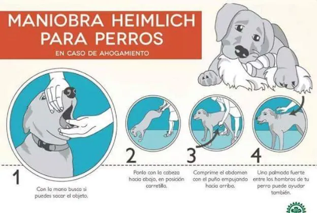 Estos son los 4 pasos para salvar a tu perro si se atraganta 