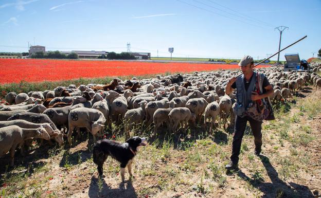 Rebaño de 1500 ovejas en la localidad vallisoletana de Rueda.