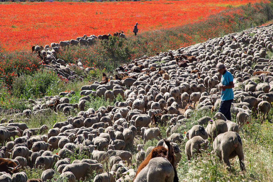 Fotos: Trashumancia por la Cañada Occidental y Oriental Leonesa