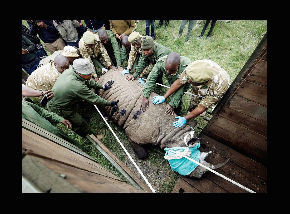 El gobierno de Kenia ha comenzado a trasladar a los 14 rinocerontes negros de los parques nacionales de Nairobi al santuario de rinocerontes de Tsavo, a unos 200 kilómetros. La actuación tiene como objeto crear más espacio para la cría y la seguridad de estos animales, cuyo número ha disminuido un 90% en las últimas tres décadas como consecuencia de la caza furtiva. La población actual de esta especie en Kenia se sitúa en 745 ejemplares. La nueva estrategia prevé lograr un crecimiento del 5% para alcanzar 830 ejemplares en 2021. Pero hay quien dice que este traslado obedece a la realización de un proyecto para construir líneas ferroviarias que atravesarán su hábitat actual.