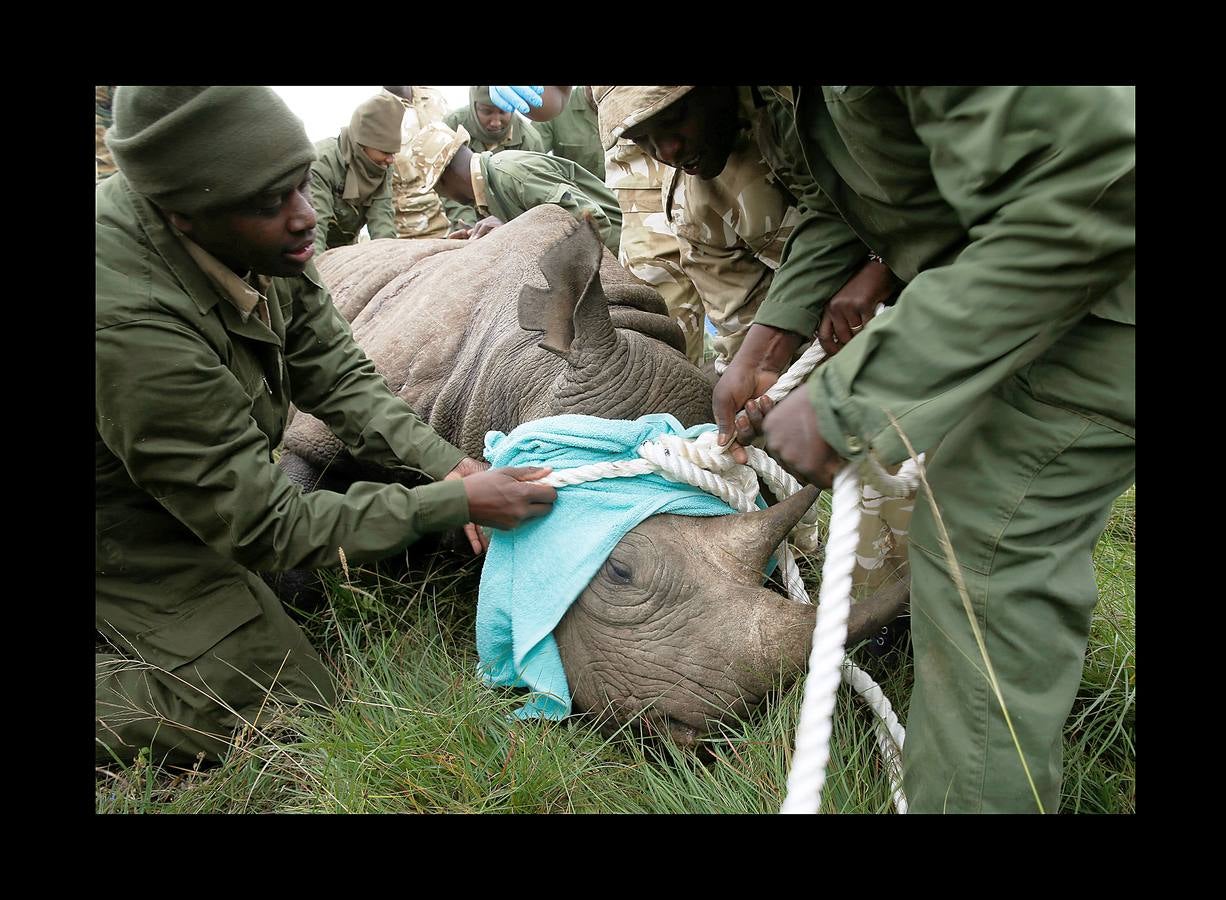 El gobierno de Kenia ha comenzado a trasladar a los 14 rinocerontes negros de los parques nacionales de Nairobi al santuario de rinocerontes de Tsavo, a unos 200 kilómetros. La actuación tiene como objeto crear más espacio para la cría y la seguridad de estos animales, cuyo número ha disminuido un 90% en las últimas tres décadas como consecuencia de la caza furtiva. La población actual de esta especie en Kenia se sitúa en 745 ejemplares. La nueva estrategia prevé lograr un crecimiento del 5% para alcanzar 830 ejemplares en 2021. Pero hay quien dice que este traslado obedece a la realización de un proyecto para construir líneas ferroviarias que atravesarán su hábitat actual.