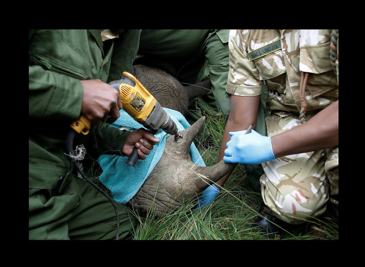 El gobierno de Kenia ha comenzado a trasladar a los 14 rinocerontes negros de los parques nacionales de Nairobi al santuario de rinocerontes de Tsavo, a unos 200 kilómetros. La actuación tiene como objeto crear más espacio para la cría y la seguridad de estos animales, cuyo número ha disminuido un 90% en las últimas tres décadas como consecuencia de la caza furtiva. La población actual de esta especie en Kenia se sitúa en 745 ejemplares. La nueva estrategia prevé lograr un crecimiento del 5% para alcanzar 830 ejemplares en 2021. Pero hay quien dice que este traslado obedece a la realización de un proyecto para construir líneas ferroviarias que atravesarán su hábitat actual.