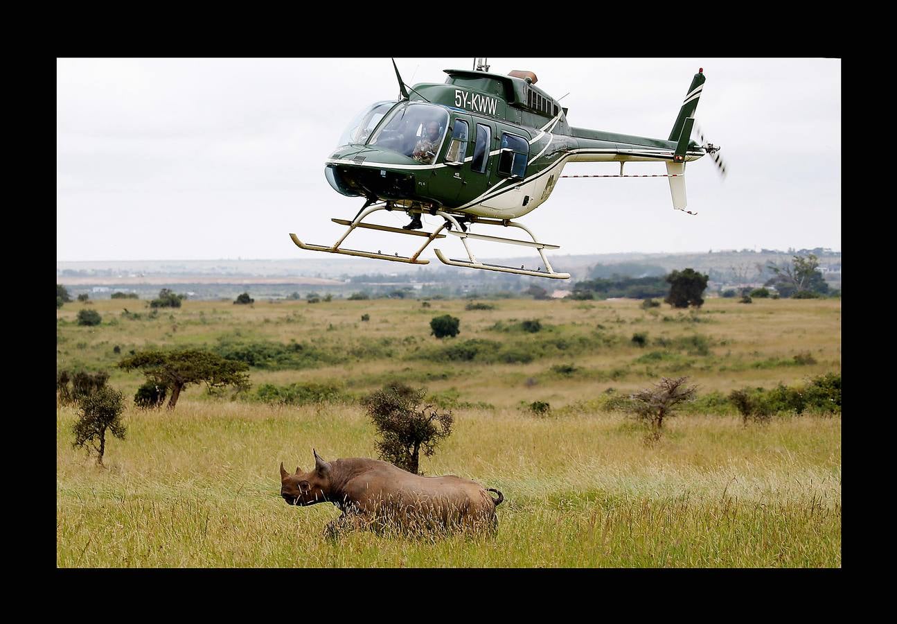 El gobierno de Kenia ha comenzado a trasladar a los 14 rinocerontes negros de los parques nacionales de Nairobi al santuario de rinocerontes de Tsavo, a unos 200 kilómetros. La actuación tiene como objeto crear más espacio para la cría y la seguridad de estos animales, cuyo número ha disminuido un 90% en las últimas tres décadas como consecuencia de la caza furtiva. La población actual de esta especie en Kenia se sitúa en 745 ejemplares. La nueva estrategia prevé lograr un crecimiento del 5% para alcanzar 830 ejemplares en 2021. Pero hay quien dice que este traslado obedece a la realización de un proyecto para construir líneas ferroviarias que atravesarán su hábitat actual.