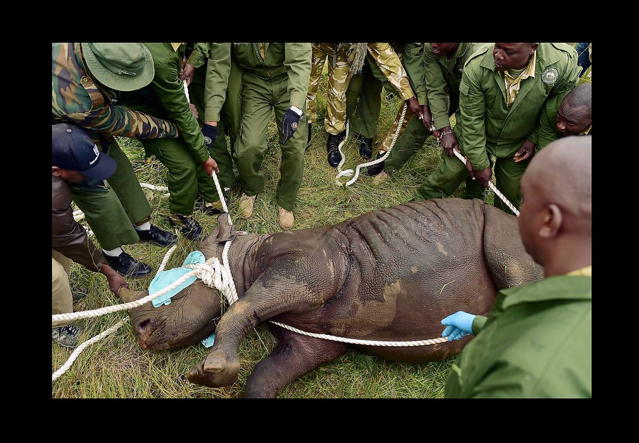 El gobierno de Kenia ha comenzado a trasladar a los 14 rinocerontes negros de los parques nacionales de Nairobi al santuario de rinocerontes de Tsavo, a unos 200 kilómetros. La actuación tiene como objeto crear más espacio para la cría y la seguridad de estos animales, cuyo número ha disminuido un 90% en las últimas tres décadas como consecuencia de la caza furtiva. La población actual de esta especie en Kenia se sitúa en 745 ejemplares. La nueva estrategia prevé lograr un crecimiento del 5% para alcanzar 830 ejemplares en 2021. Pero hay quien dice que este traslado obedece a la realización de un proyecto para construir líneas ferroviarias que atravesarán su hábitat actual.