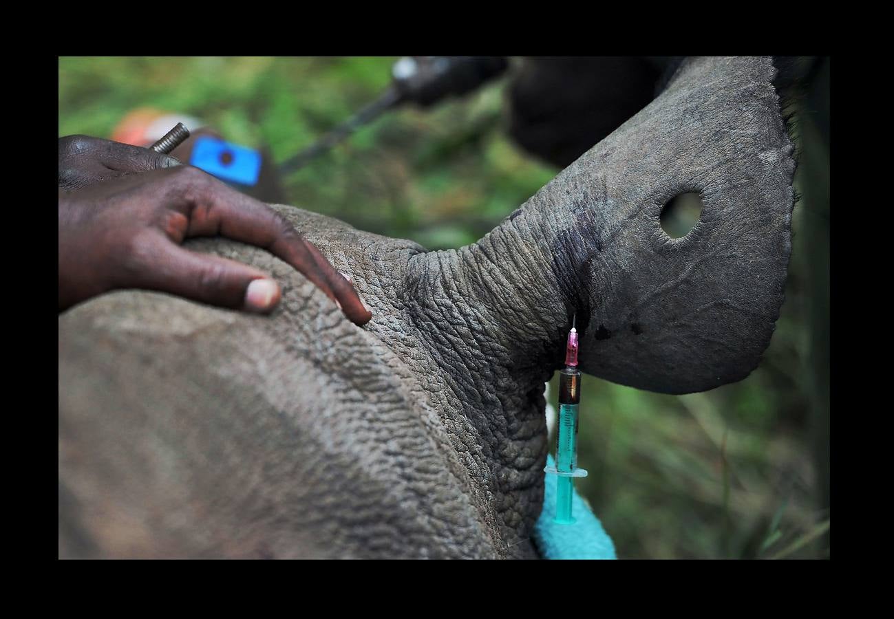 El gobierno de Kenia ha comenzado a trasladar a los 14 rinocerontes negros de los parques nacionales de Nairobi al santuario de rinocerontes de Tsavo, a unos 200 kilómetros. La actuación tiene como objeto crear más espacio para la cría y la seguridad de estos animales, cuyo número ha disminuido un 90% en las últimas tres décadas como consecuencia de la caza furtiva. La población actual de esta especie en Kenia se sitúa en 745 ejemplares. La nueva estrategia prevé lograr un crecimiento del 5% para alcanzar 830 ejemplares en 2021. Pero hay quien dice que este traslado obedece a la realización de un proyecto para construir líneas ferroviarias que atravesarán su hábitat actual.