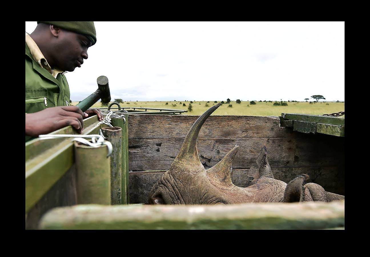 El gobierno de Kenia ha comenzado a trasladar a los 14 rinocerontes negros de los parques nacionales de Nairobi al santuario de rinocerontes de Tsavo, a unos 200 kilómetros. La actuación tiene como objeto crear más espacio para la cría y la seguridad de estos animales, cuyo número ha disminuido un 90% en las últimas tres décadas como consecuencia de la caza furtiva. La población actual de esta especie en Kenia se sitúa en 745 ejemplares. La nueva estrategia prevé lograr un crecimiento del 5% para alcanzar 830 ejemplares en 2021. Pero hay quien dice que este traslado obedece a la realización de un proyecto para construir líneas ferroviarias que atravesarán su hábitat actual.