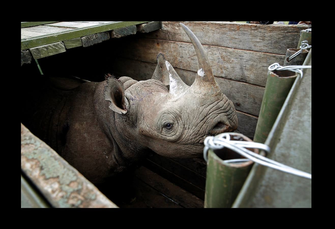 El gobierno de Kenia ha comenzado a trasladar a los 14 rinocerontes negros de los parques nacionales de Nairobi al santuario de rinocerontes de Tsavo, a unos 200 kilómetros. La actuación tiene como objeto crear más espacio para la cría y la seguridad de estos animales, cuyo número ha disminuido un 90% en las últimas tres décadas como consecuencia de la caza furtiva. La población actual de esta especie en Kenia se sitúa en 745 ejemplares. La nueva estrategia prevé lograr un crecimiento del 5% para alcanzar 830 ejemplares en 2021. Pero hay quien dice que este traslado obedece a la realización de un proyecto para construir líneas ferroviarias que atravesarán su hábitat actual.