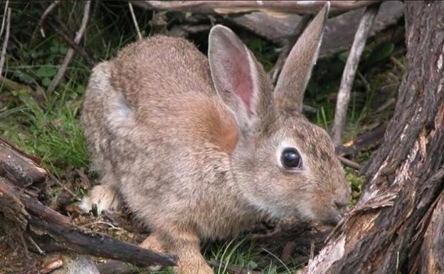 Un estudio revela que los conejos domésticos controlan mejor el miedo que los silvestres