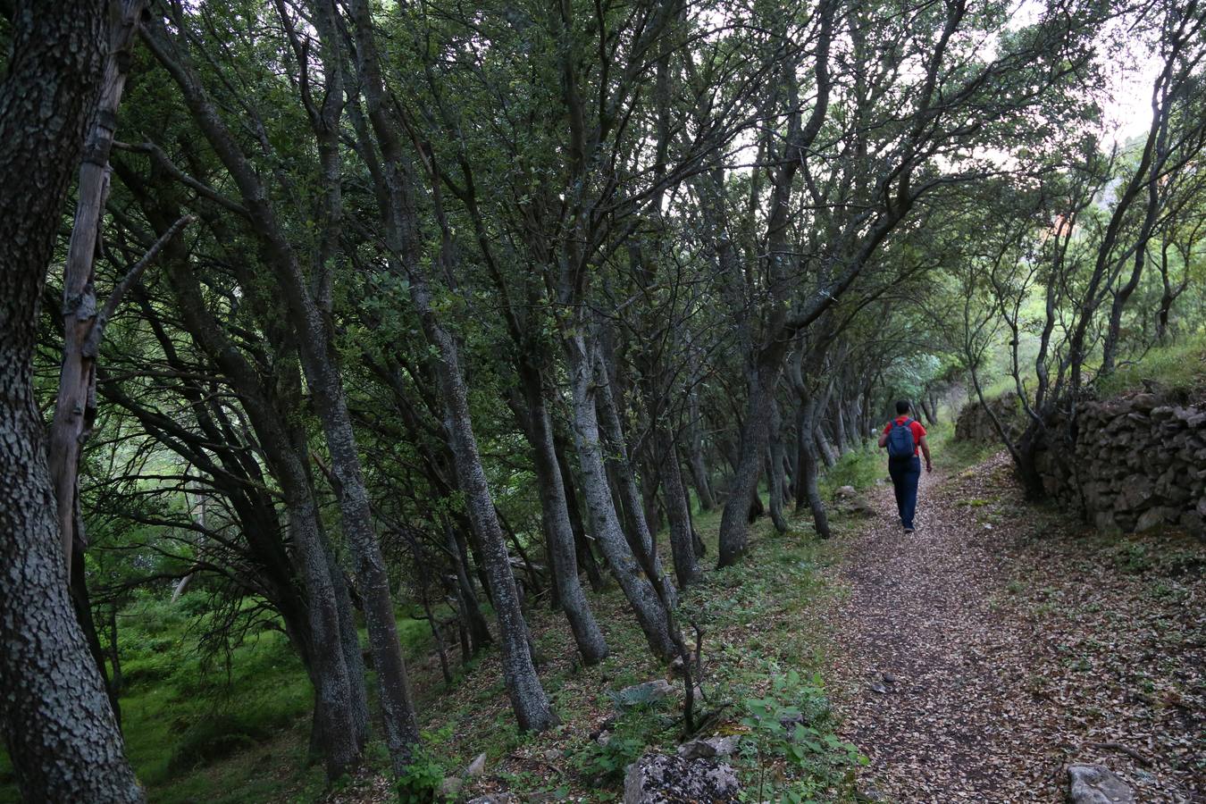 Tudanca de Ebro.