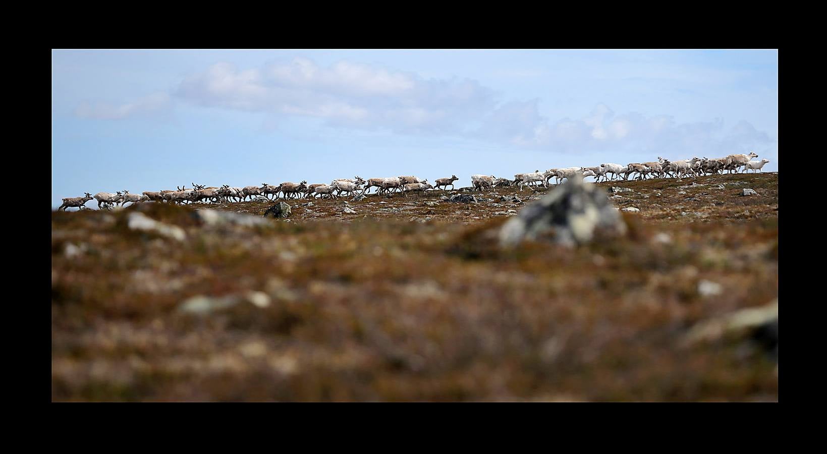 Cuando no está en la tundra ártica con sus 2.000 renos, su perro y Whitney Houston en los auriculares, Nils Mathis Sara trata de explicar cómo una mina de cobre amenaza su sustento. Junto con otros pastores y pescadores, este hombre de 60 años se encuentra en un momento clave con los propietarios de la mina y funcionarios noruegos. El cambio climático (las temperaturas promedio en el Ártico han aumentado más de 2 grados, el doble de rápido que el promedio mundial) y la tecnología, están generando una explosión en el desarrollo industrial de la región, que amenazan las formas de vida tradicionales y crean tensiones entre sus 4 millones de habitantes.