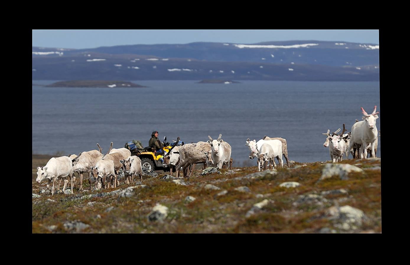 Cuando no está en la tundra ártica con sus 2.000 renos, su perro y Whitney Houston en los auriculares, Nils Mathis Sara trata de explicar cómo una mina de cobre amenaza su sustento. Junto con otros pastores y pescadores, este hombre de 60 años se encuentra en un momento clave con los propietarios de la mina y funcionarios noruegos. El cambio climático (las temperaturas promedio en el Ártico han aumentado más de 2 grados, el doble de rápido que el promedio mundial) y la tecnología, están generando una explosión en el desarrollo industrial de la región, que amenazan las formas de vida tradicionales y crean tensiones entre sus 4 millones de habitantes.