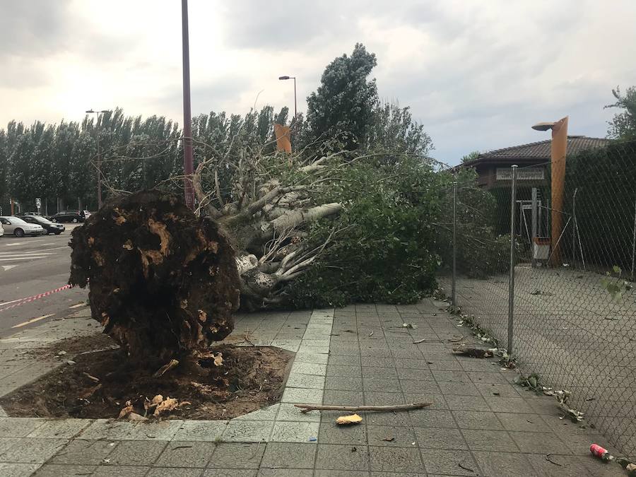 Fotos: Cae un árbol ante Sáenz de Miera