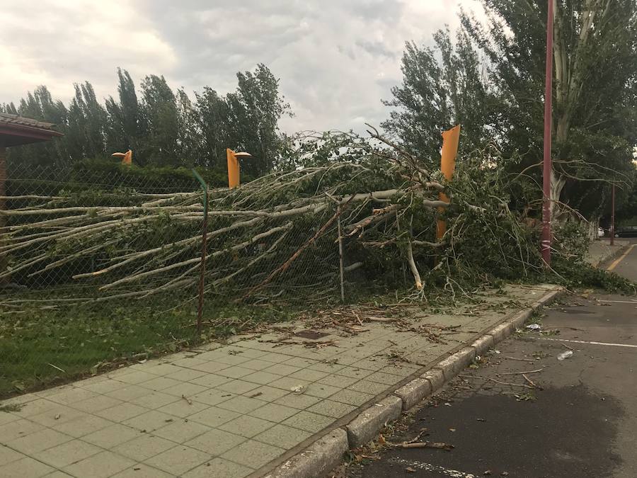 Fotos: Cae un árbol ante Sáenz de Miera