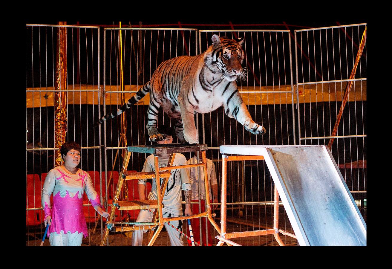 Utilizar animales salvajes en espectáculos circenses es objeto de críticas crecientes en todo el mundo y algunos países prohíben esta práctica. Para la «Compañía del Circo de la Nación Próspera de China» las fieras siguen siendo una gran atracción: «Mucha gente vive en ciudades donde es difícil contemplar la naturaleza y nosotros se la traemos,» dice Li Weisheng, gerente del circo, un espectáculo de gran tradición en el país, con algunas de las leyes de derechos de los animales más laxas del mundo. Pero las fieras de este circo, dos leones, un oso negro y un tigre, pasan la mayor parte del tiempo encerradas en diminutas jaulas metálicas bajo una carpa.