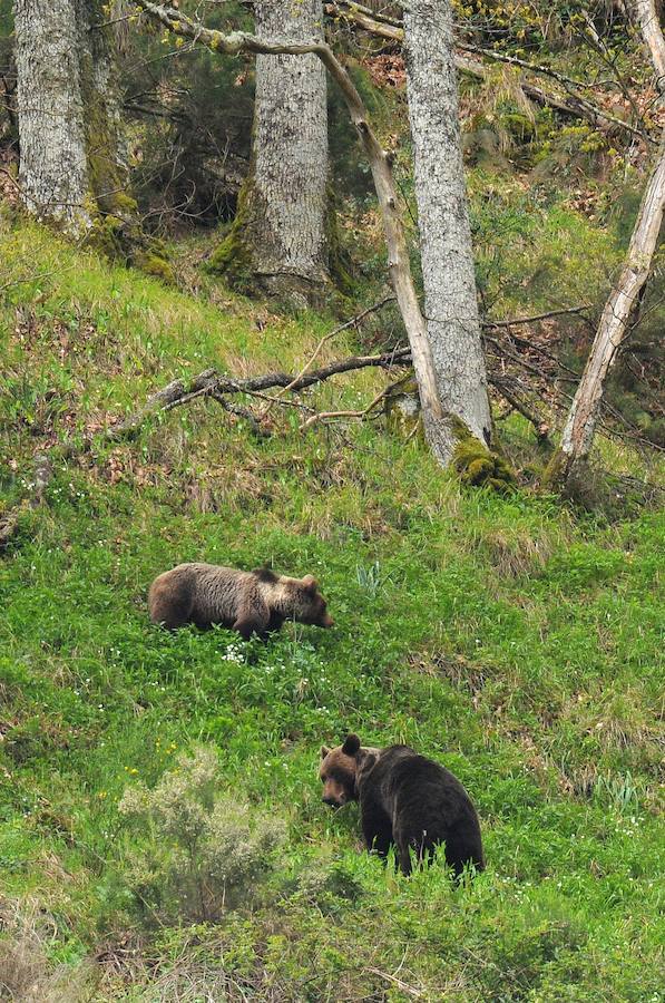 Fotos: Ejemplares de osos pardos en León