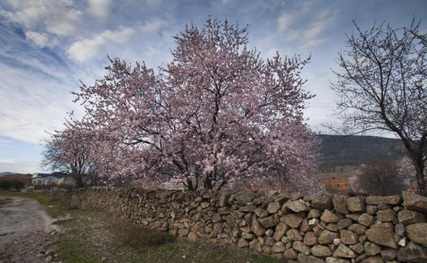 Almendros en flor.