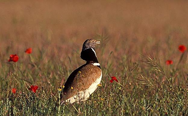 Imagen de un sisón macho cedida por SEO/BirdLife a Efe.