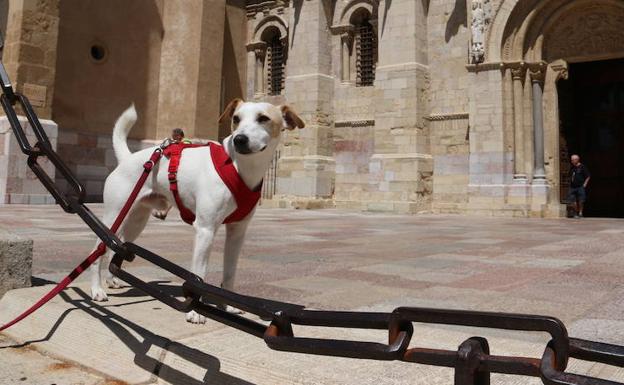 Pipper, ante la fachada de San Isidoro.